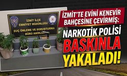 İzmit’te Evini Kenevir Bahçesine Çevirmiş: Narkotik Polisi Baskınla Yakaladı