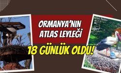 Kocaeli Ormanya’da Yapay Zekalı Leylek Mesaisi: Yavru "Atlas" 18 Günlük Oldu