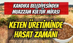 Kandıra Belediyesi’nden Muazzam Kültür Mirası: Ata Tohumlarıyla Başlayan Keten Üretiminde Hasat Zamanı