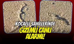 Kocaeli Sahillerinde Gizemli Canlı Alarmı! Şeffaf ve Yılan Benzeri Yaratık Görenleri Şoka Uğrattı