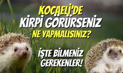 Kocaeli’de Kirpi Görürseniz Ne Yapmalısınız? İşte Bilmeniz Gerekenler!