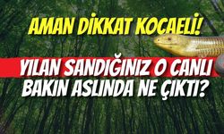 Aman Dikkat Kocaeli! Yılan Sandığınız O Canlı Bakın Aslında Ne Çıktı?