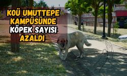 KOÜ Umuttepe Kampüsü'nde Köpek Sayısı Azaldı Ama Üniversitelilerin "Sürü" Endişesi Bitmedi!