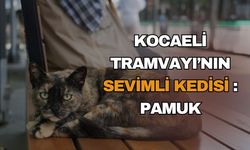 Kocaeli tramvayı'nın sevimli kedisi Pamuk: Doğu Kışla istasyonunun 1 yıllık misafiri yolcuları kapıda karşılıyor!