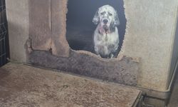 Terkos ve Karaburun Sakinlerinin Dikkatine! Kayıp Köpek İçin Acil Yardım Çağrısı