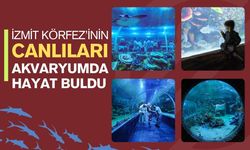 İzmit Körfezi'nin Canlıları Akvaryumda Hayat Buldu