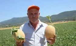 Türkiye'nin gözde meyvesinde hasat başladı! Kilosu 30 TL'ye çıktı
