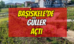 Başiskele'nin Gül Bahçesi Renkleniyor: 15 Bin Gül Açmaya Hazırlanıyor