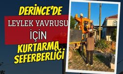 Derince’de leylek yavruları için kurtarma lojistiği: 4 yavru korumaya alındı!