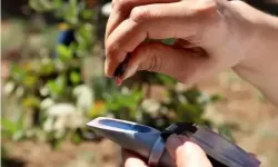 Eskiden hiç kimse bilmiyordu! Şimdi 'süper meyve' oldu