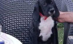 Değirmendere’de Kayıp Yavru Köpek Her Yerde Aranıyor