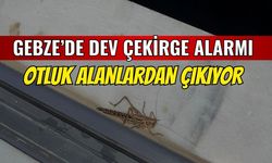 Gebze'de Dev Çekirge Alarmı
