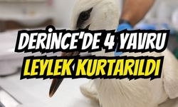 Derince'de yuvada mahsur kalan 4 yavru leylek kurtarıldı!