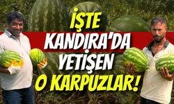 İşte Kandıra’da Yetişen O Karpuzlar