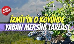 İzmit’in O Köyünde Yaban Mersini Tarlası