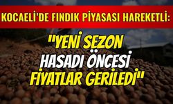 Kocaeli'de fındık piyasası sallantıda: Yeni sezon hasadı öncesi fiyatlar geriledi!