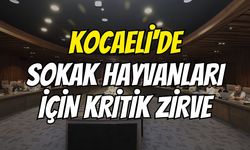 Kocaeli'de Sokak Hayvanları İçin Kritik Zirve