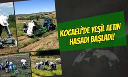 Kocaeli'de yeşil altın hasadı başladı: Büyükşehir destekli kekikler toplanıyor