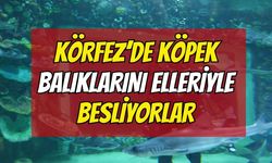 Kocaeli'de Köpek Balıklarını Elleriyle Besliyorlar