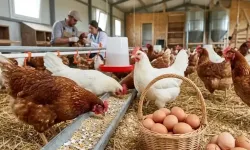 TÜİK o verileri açıkladı! Tavuk eti dibi gördü