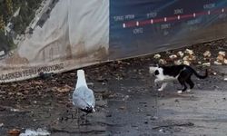 İzmit’te İlginç Anlar: Martının Avını Kedi Kaptı