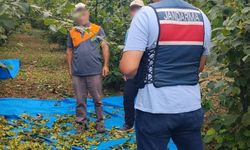 Kocaeli Jandarması Kandıra’da Fındık Tarlalarında Gece Gündüz Devriyede