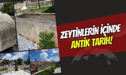 Zeytinlerin İçinde Antik Tarih: Dilovası Tavşancıl’da Bulunan Lahitin İlginç Hikayesi