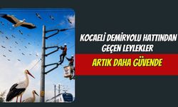 Kocaeli Demiryolu Hattından Geçen Leylekler Artık Daha Güvende