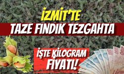 İzmit’te Taze Fındık Tezgahta: İşte Kilogram Fiyatı