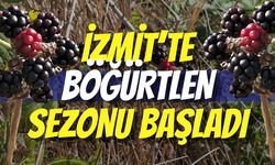 İZMİT’TE DOĞAL ŞİFA DEPOSU: BÖĞÜRTLEN SEZONU BAŞLADI