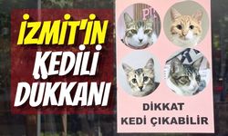 İzmit'in Kedili Dükkanı