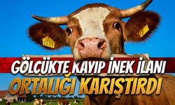Gölcük’te Kayıp İnek İlanı Ortalığı Karıştırdı