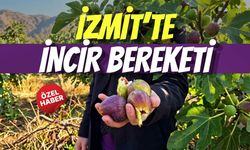 İzmit’te İncir Bereketi: Geç Kaldı Ama Yüzleri Güldürdü