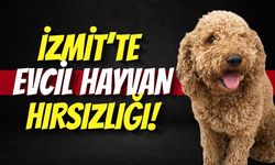 İzmit’te Evcil Hayvan Hırsızlığı