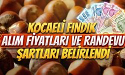 Kocaeli 2026 Yılı Fındık Alım Fiyatları Ve Randevu Şartları Belirlendi