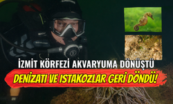 İzmit Körfezi Akvaryuma Dönüştü: Denizatı ve Istakozlar Geri Döndü!