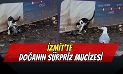 İzmit’te İlginç Anlar: Martının Avını Kedi Kaptı