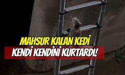 Kocaeli'de Mahsur Kalan Kedi Kendini Kurtardı