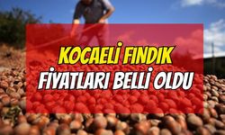Kocaeli Fındık Fiyatları Belli Oldu! İşte 6 Ağustos Güncel Rakamlar
