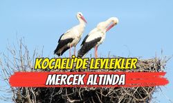 Kocaeli’de Leylekler Mercek Altında