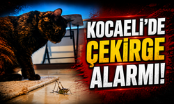 Kocaeli'de Çekirge Alarmına Açıklık Geldi