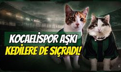 KOCAELİSPOR AŞKI CAN DOSTLARIMIZA DA SIÇRADI!