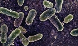 Salmonella yine gündemde! O ürünün kullanımı durduruldu