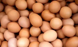 Yumurta fiyatları düştü! Yeni rakamlar üreticiyi zorlayacak