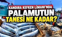 Kandıra Kefken Limanı’nda Palamutun Tanesi Ne Kadar?