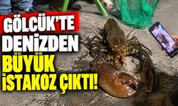 Gölcük'te Denizden Büyük istakoz Çıktı!