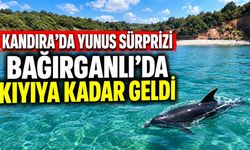 Kandıra’da Yunus Sürprizi: Bağırganlı’da Kıyıya Kadar Geldi