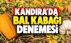 Kandıra’da bal kabağı denemesi: Başkan Ölmez’den tatlı mesaj