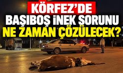 Körfez'de başıboş inek sorunu ne zaman çözülecek?