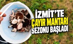 İzmit’te çayır mantarı sezonu başladı